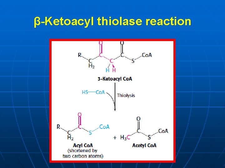 β-Ketoacyl thiolase reaction 