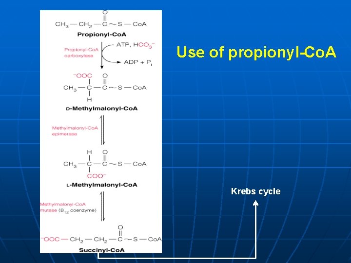 Use of propionyl-Co. A Krebs cycle 