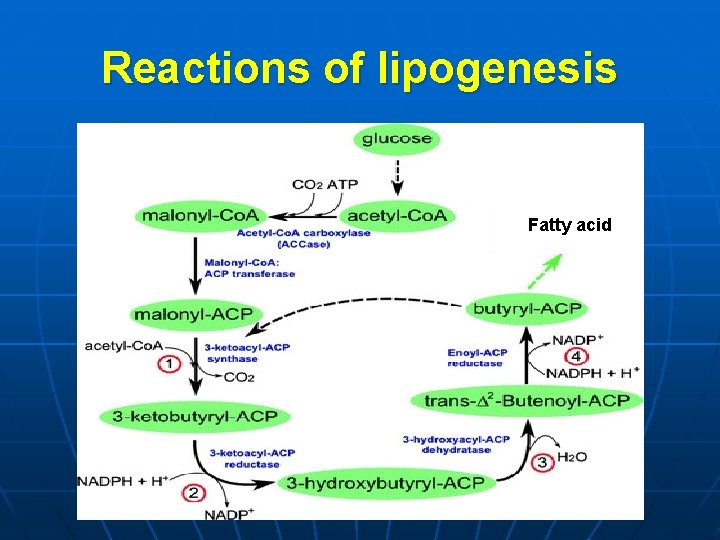 Reactions of lipogenesis Fatty acid 