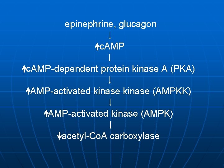 epinephrine, glucagon c. AMP-dependent protein kinase A (PKA) AMP-activated kinase (AMPKK) AMP-activated kinase (AMPK)