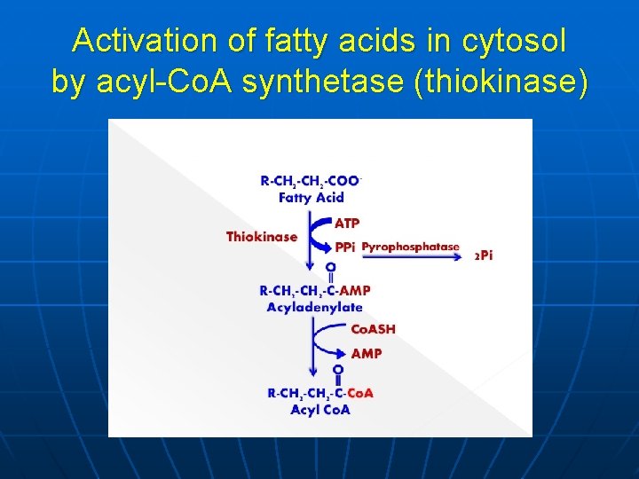 Activation of fatty acids in cytosol by acyl-Co. A synthetase (thiokinase) 