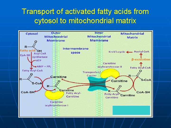 Transport of activated fatty acids from cytosol to mitochondrial matrix 