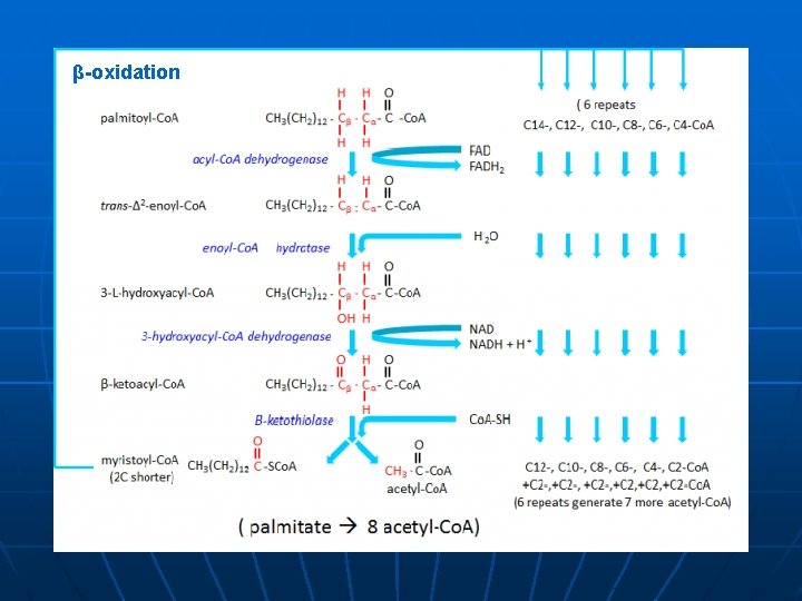 β-oxidation 