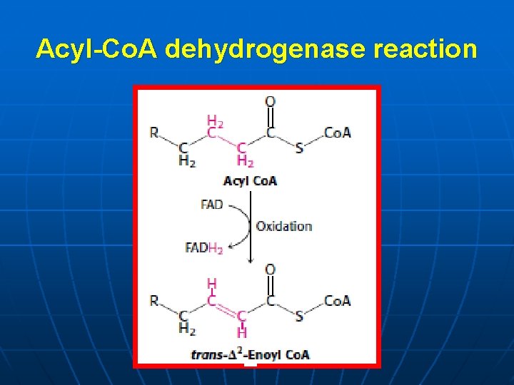 Acyl-Co. A dehydrogenase reaction 