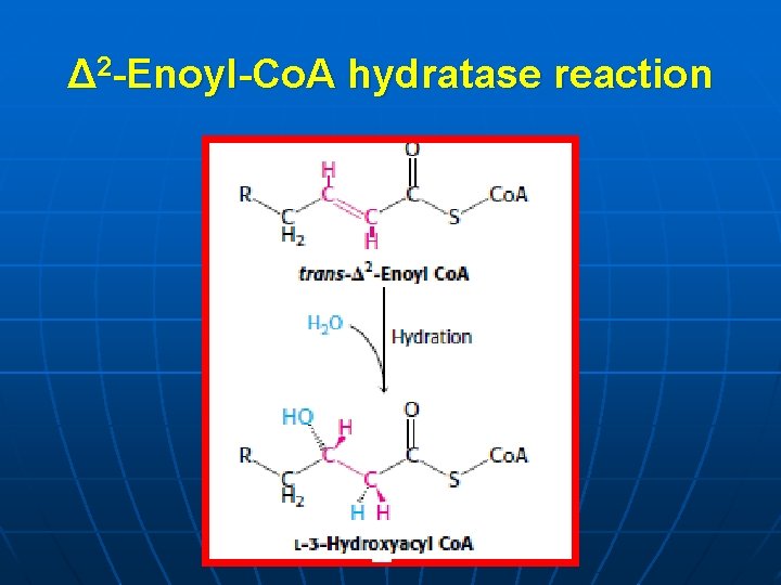 Δ 2 -Enoyl-Co. A hydratase reaction 