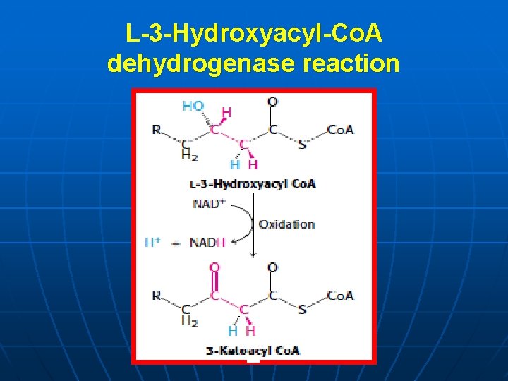 L-3 -Hydroxyacyl-Co. A dehydrogenase reaction 