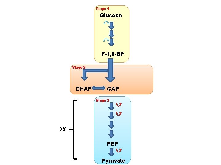 Stage 1 Glucose F-1, 6 -BP Stage 2 DHAP GAP Stage 3 2 X