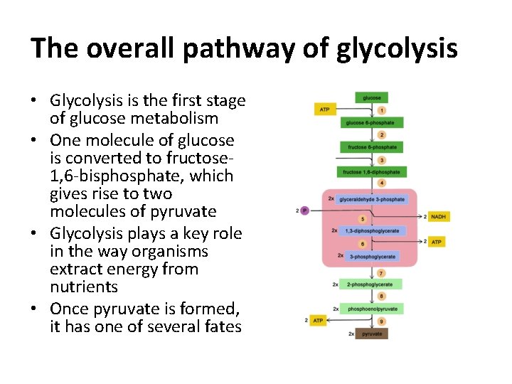 The overall pathway of glycolysis • Glycolysis is the first stage of glucose metabolism