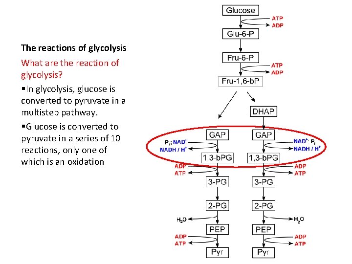 The reactions of glycolysis What are the reaction of glycolysis? §In glycolysis, glucose is