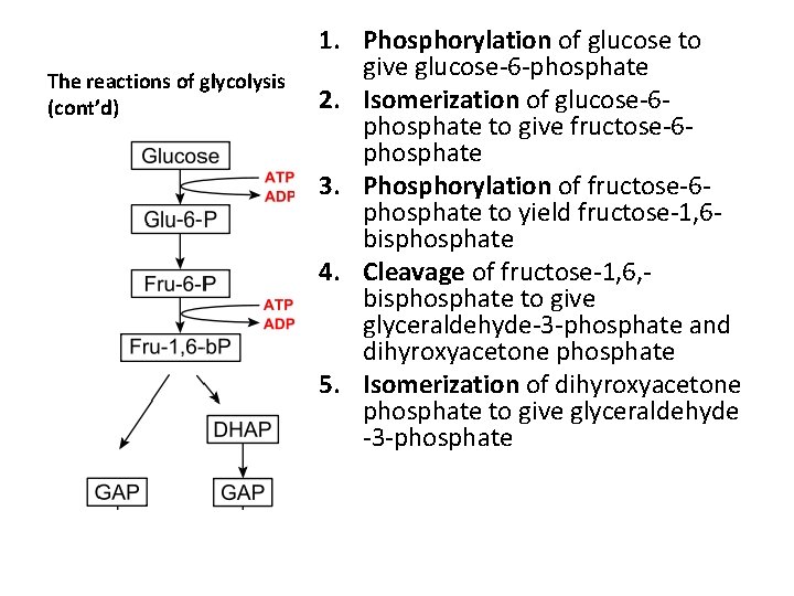 The reactions of glycolysis (cont’d) 1. Phosphorylation of glucose to give glucose-6 -phosphate 2.