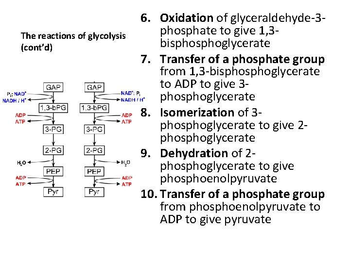 The reactions of glycolysis (cont’d) 6. Oxidation of glyceraldehyde-3 phosphate to give 1, 3