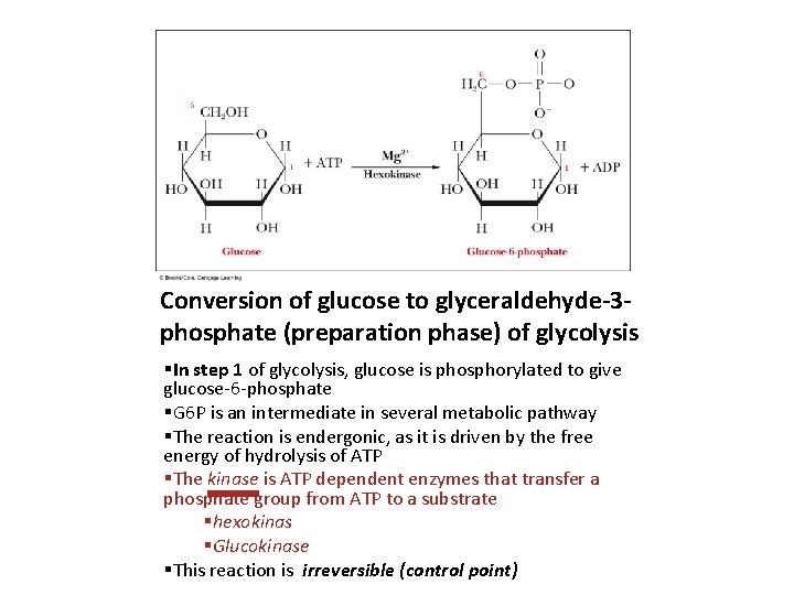 Conversion of glucose to glyceraldehyde-3 phosphate (preparation phase) of glycolysis §In step 1 of