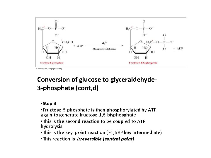 Conversion of glucose to glyceraldehyde 3 -phosphate (cont, d) • Step 3 • Fructose-6