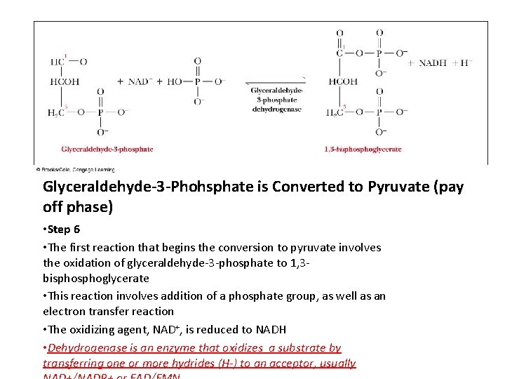 Glyceraldehyde-3 -Phohsphate is Converted to Pyruvate (pay off phase) • Step 6 • The