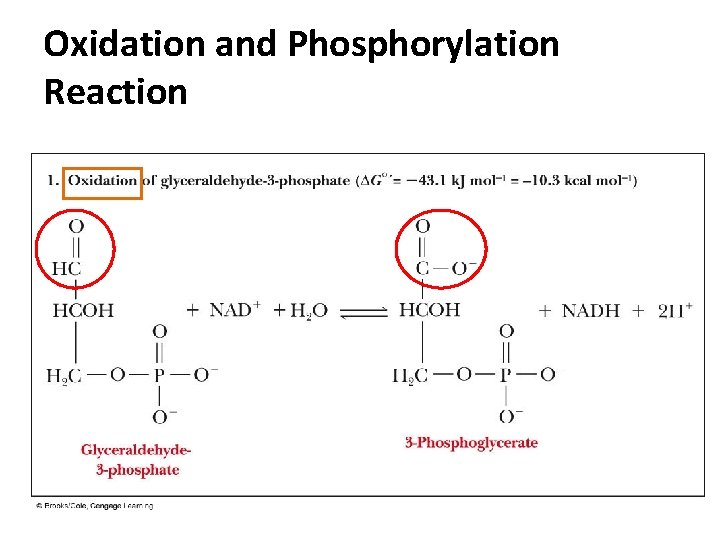 Oxidation and Phosphorylation Reaction 