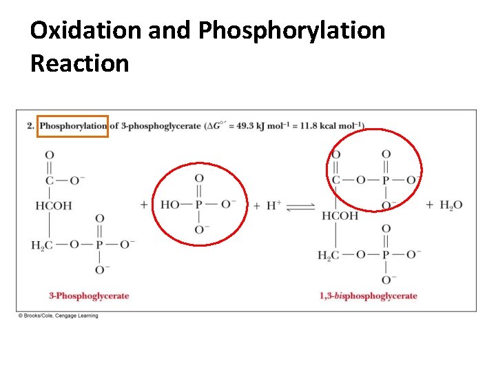 Oxidation and Phosphorylation Reaction 