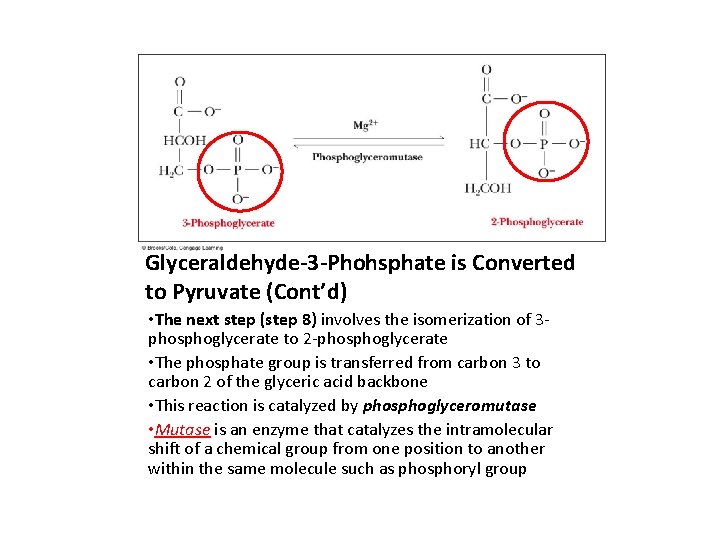 Glyceraldehyde-3 -Phohsphate is Converted to Pyruvate (Cont’d) • The next step (step 8) involves