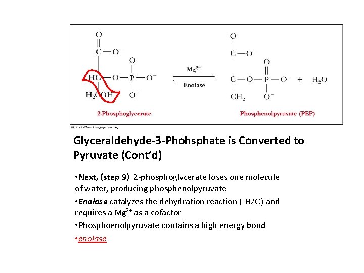 Glyceraldehyde-3 -Phohsphate is Converted to Pyruvate (Cont’d) • Next, (step 9) 2 -phosphoglycerate loses