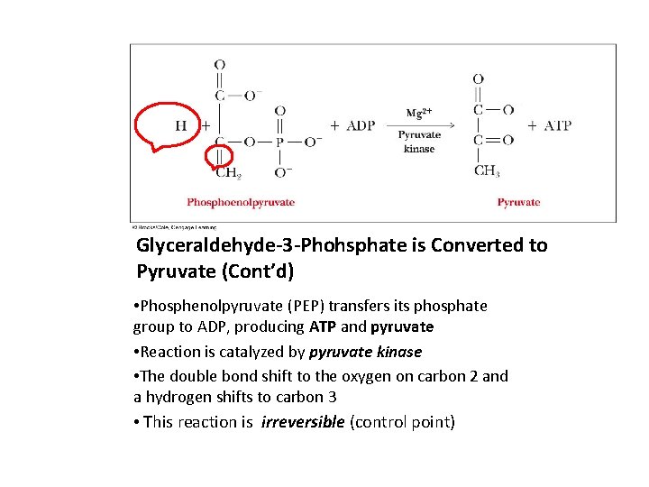 Glyceraldehyde-3 -Phohsphate is Converted to Pyruvate (Cont’d) • Phosphenolpyruvate (PEP) transfers its phosphate group