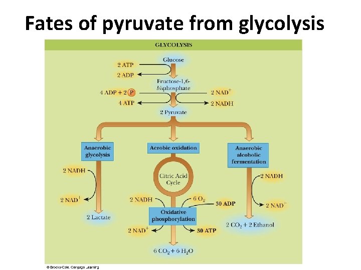 Fates of pyruvate from glycolysis 