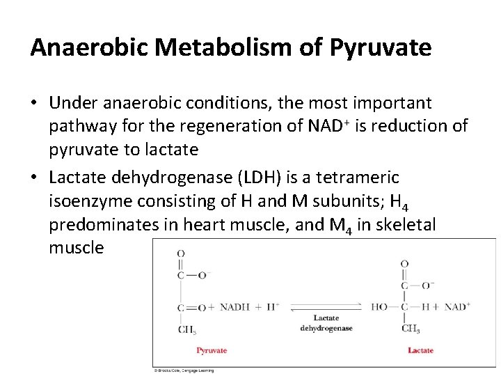 Anaerobic Metabolism of Pyruvate • Under anaerobic conditions, the most important pathway for the