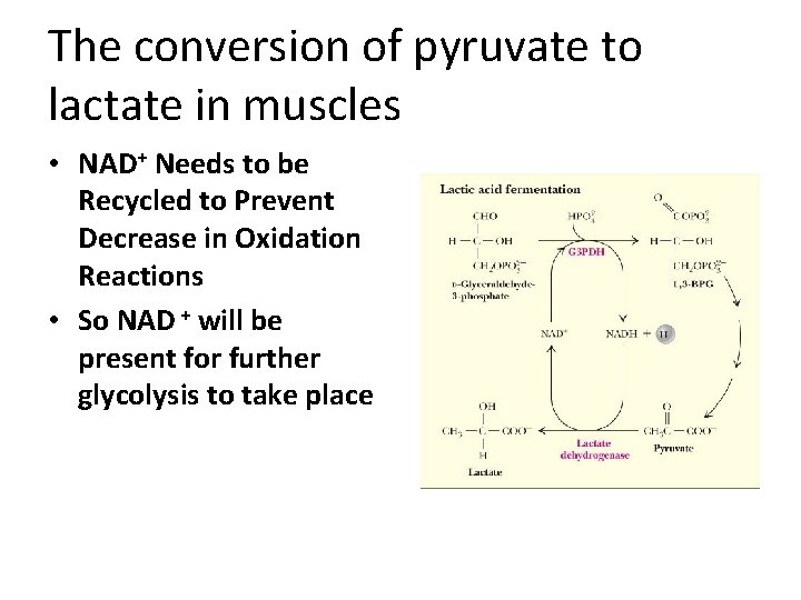 The conversion of pyruvate to lactate in muscles • NAD+ Needs to be Recycled