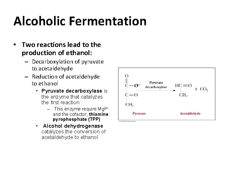 Alcoholic Fermentation • Two reactions lead to the production of ethanol: – Decarboxylation of