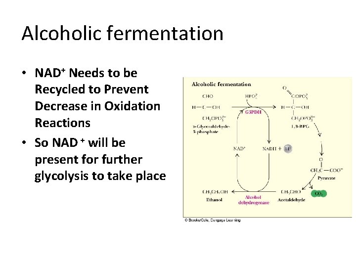 Alcoholic fermentation • NAD+ Needs to be Recycled to Prevent Decrease in Oxidation Reactions