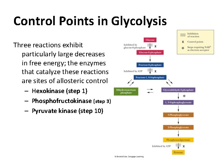Control Points in Glycolysis Three reactions exhibit particularly large decreases in free energy; the