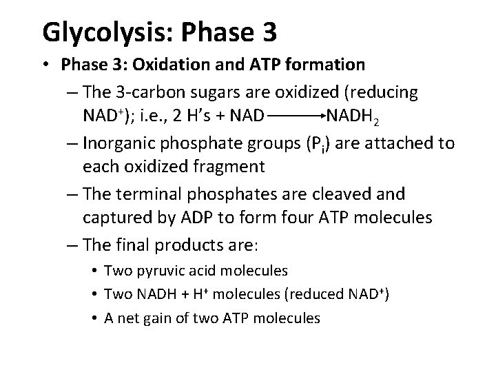 Glycolysis: Phase 3 • Phase 3: Oxidation and ATP formation – The 3 -carbon