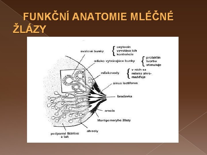 FUNKČNÍ ANATOMIE MLÉČNÉ ŽLÁZY 