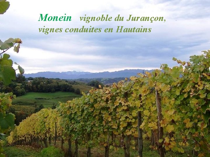 Monein vignoble du Jurançon, . vignes conduites en Hautains 