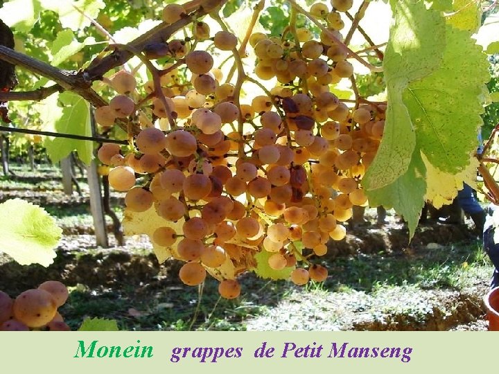 Monein grappes de Petit Manseng 