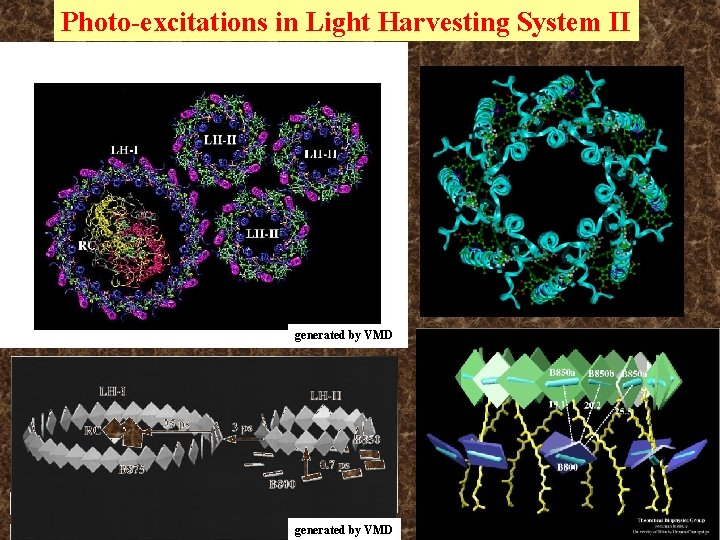 Photo-excitations in Light Harvesting System II strong absorption: ~800 nm generated by VMD Photo-excitations in Light Harvesting System II strong absorption: ~800 nm generated by VMD