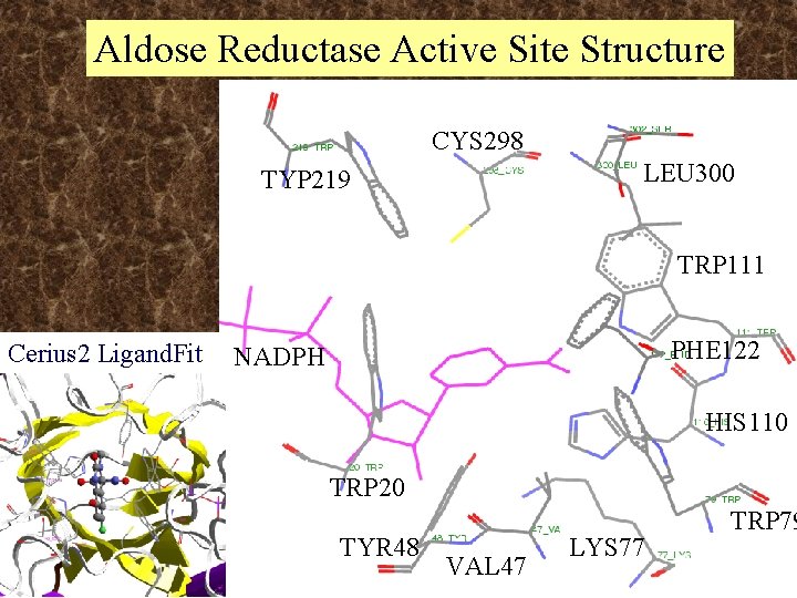 Aldose Reductase Active Site Structure CYS 298 LEU 300 TYP 219 TRP 111 Cerius Aldose Reductase Active Site Structure CYS 298 LEU 300 TYP 219 TRP 111 Cerius