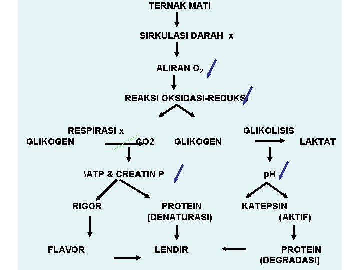 TERNAK MATI SIRKULASI DARAH x ALIRAN O 2 REAKSI OKSIDASI-REDUKSI RESPIRASI x GLIKOGEN GLIKOLISIS