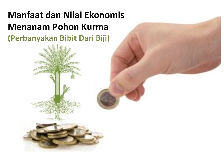 Manfaat dan Nilai Ekonomis Menanam Pohon Kurma (Perbanyakan Bibit Dari Biji) 