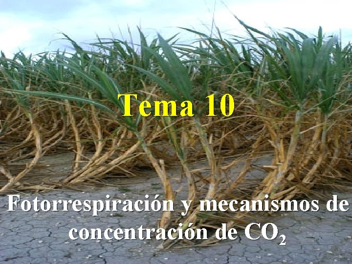 Tema 10 Fotorrespiración y mecanismos de concentración de CO 2 