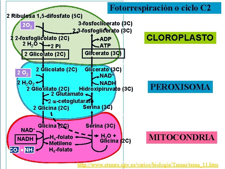 Fotorrespiración o ciclo C 2 2 Ribulosa 1, 5 -difosfato (5 C) 3 -fosfoclicerato