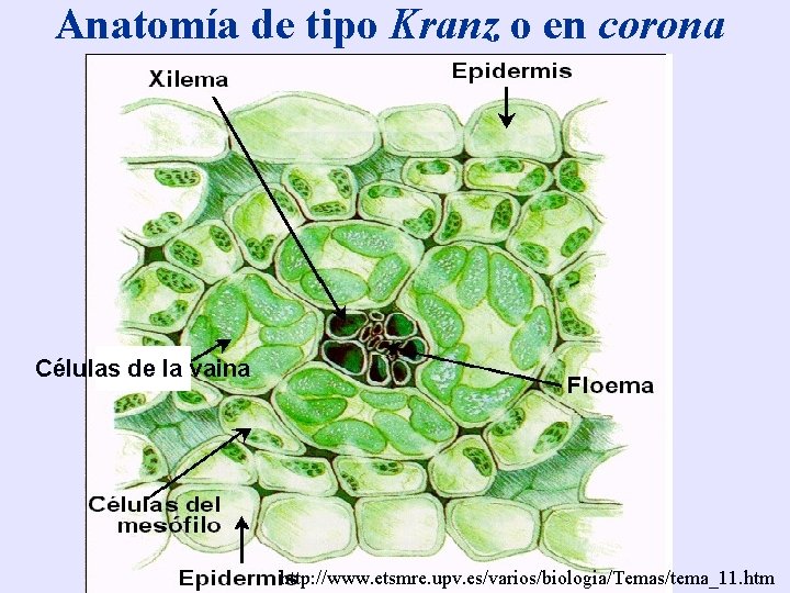 Anatomía de tipo Kranz o en corona Células de la vaina http: //www. etsmre.
