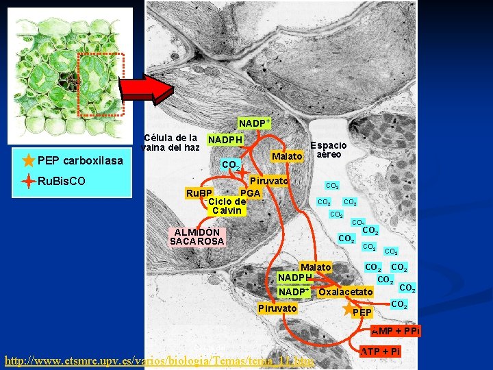 NADP+ Célula de la NADPH vaina del haz PEP carboxilasa Ru. Bis. CO CO