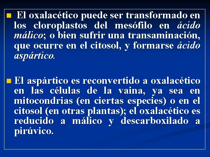 n El oxalacético puede ser transformado en los cloroplastos del mesófilo en ácido málico;