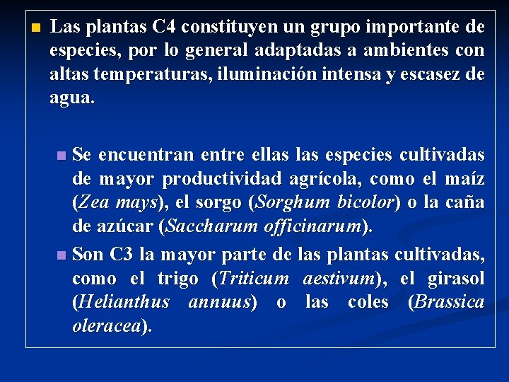 n Las plantas C 4 constituyen un grupo importante de especies, por lo general