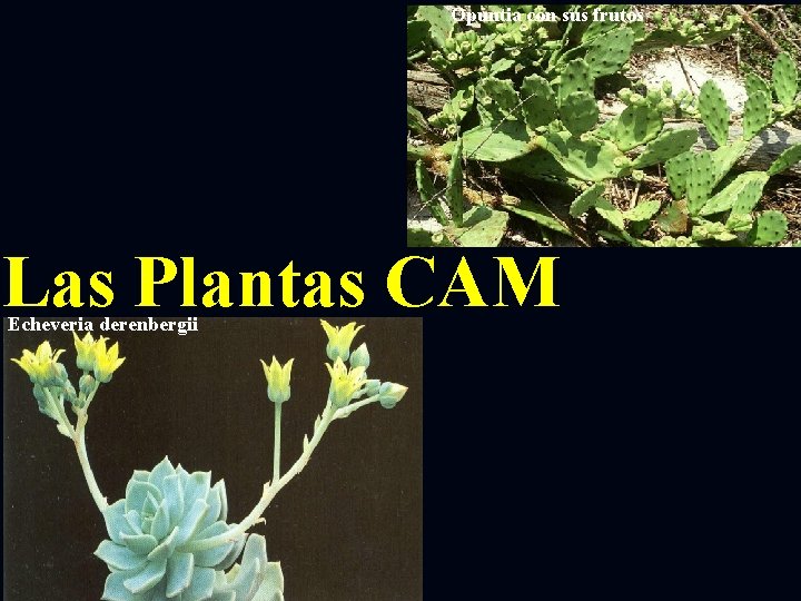 Opuntia con sus frutos Las Plantas CAM Echeveria derenbergii 