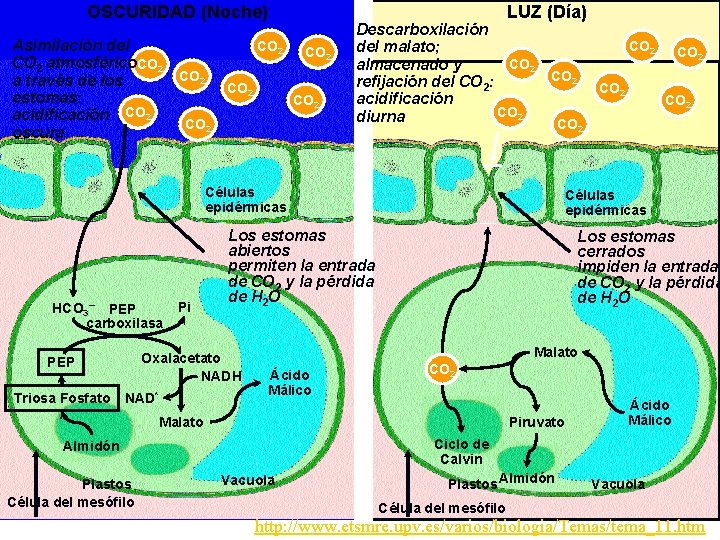 OSCURIDAD (Noche) LUZ (Día) CO 2 Asimilación del CO 2 atmosférico. CO 2 a
