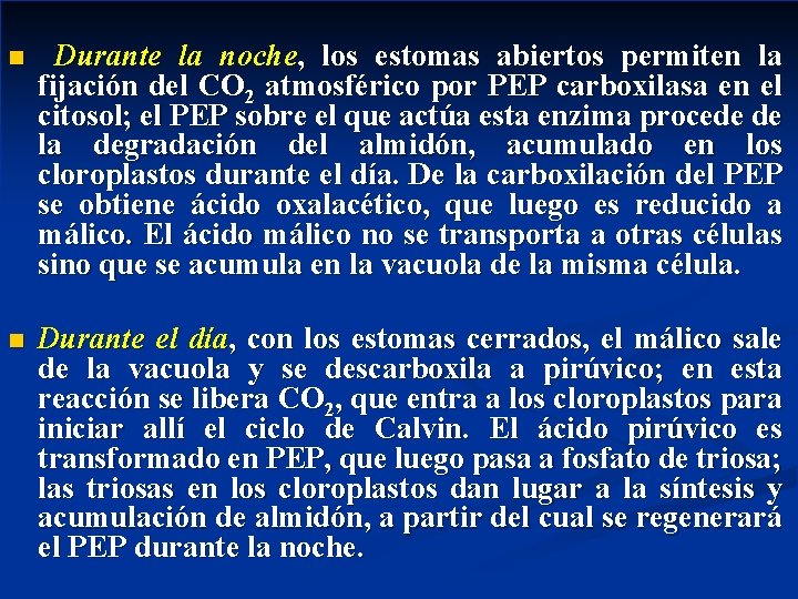 n Durante la noche, los estomas abiertos permiten la fijación del CO 2 atmosférico