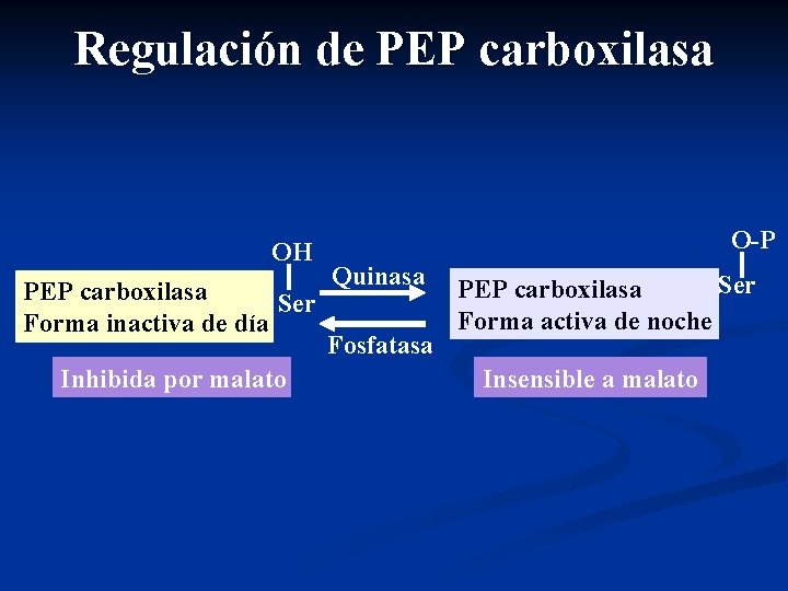 Regulación de PEP carboxilasa OH PEP carboxilasa Ser Forma inactiva de día Inhibida por
