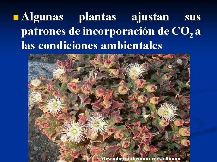 n Algunas plantas ajustan sus patrones de incorporación de CO 2 a las condiciones