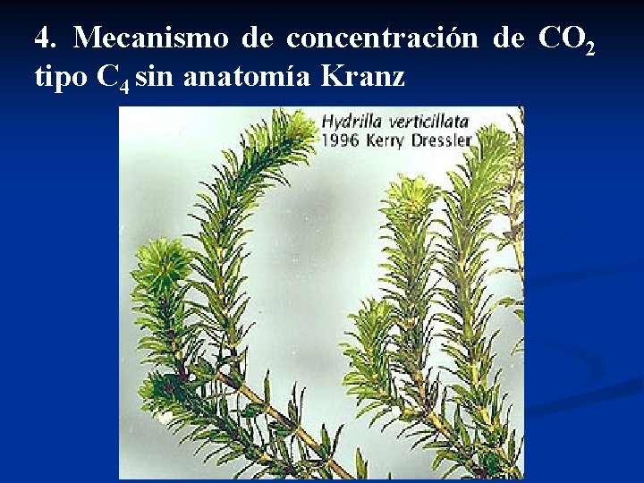 4. Mecanismo de concentración de CO 2 tipo C 4 sin anatomía Kranz 