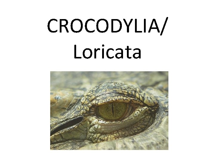 CROCODYLIA/ Loricata 